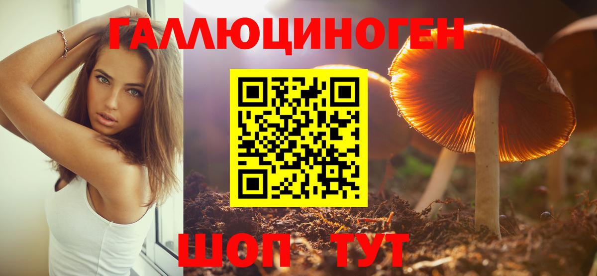 Галлюциногенные грибы Psilocybe  Вход с VPN  Отрадное  Псилоцибиновые грибы Psilocybine cubensis 